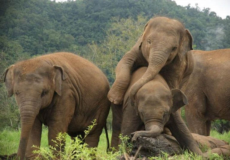 5-Day Sri Lanka Island Escape: Explore Kandy & Pinnawala Elephant Orphanage